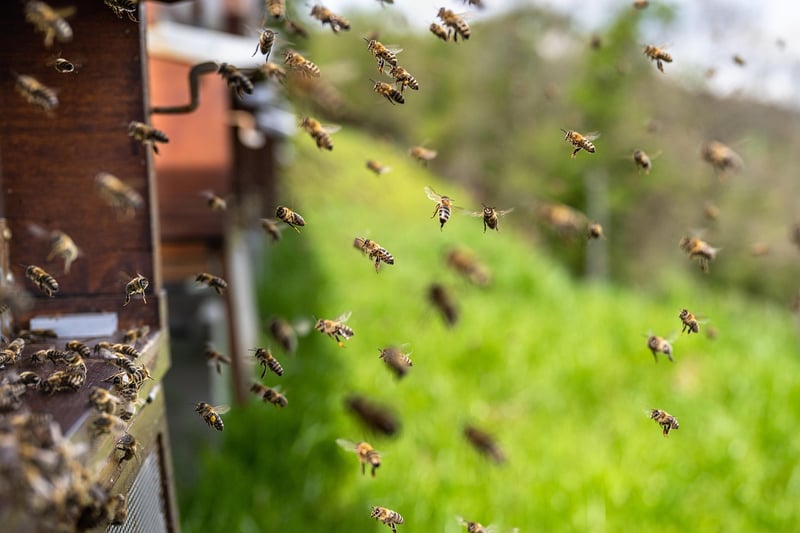 Beekeeping Basics