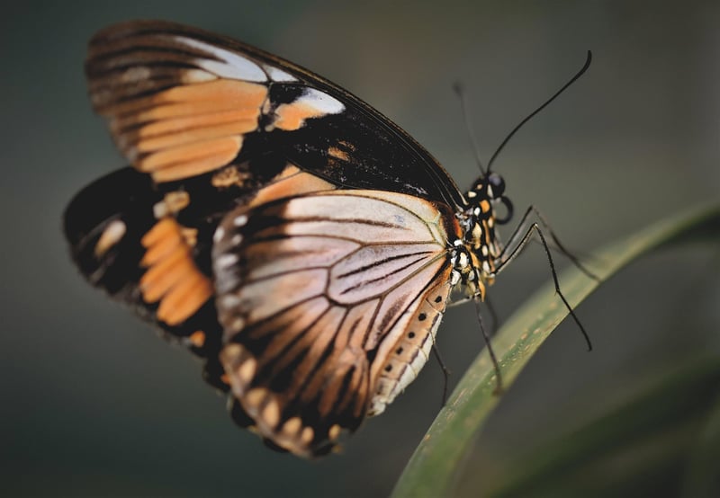 Butterfly in garden