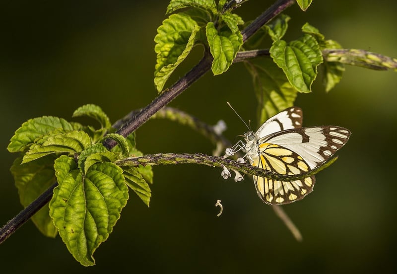 Wildlife-Friendly Garden